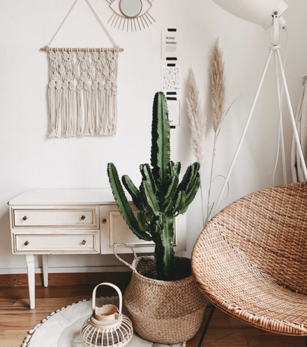 indoor plant